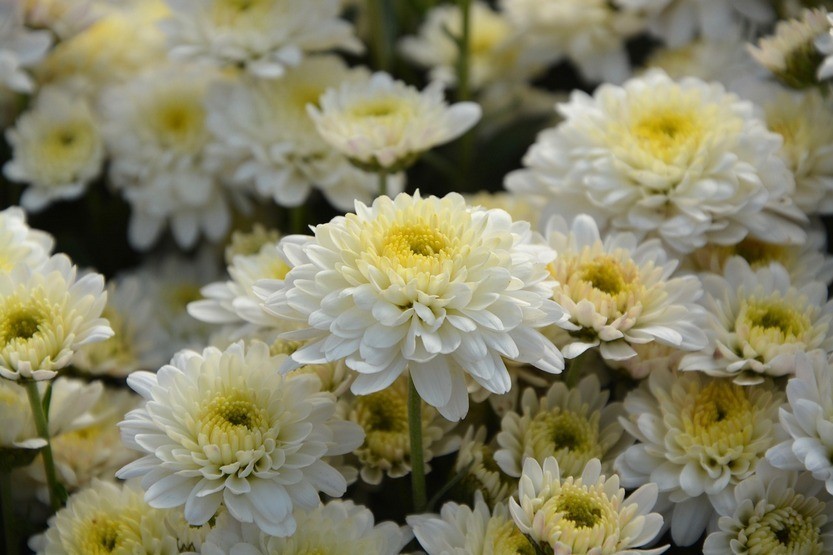 Белые хризантемы по фен-шуй