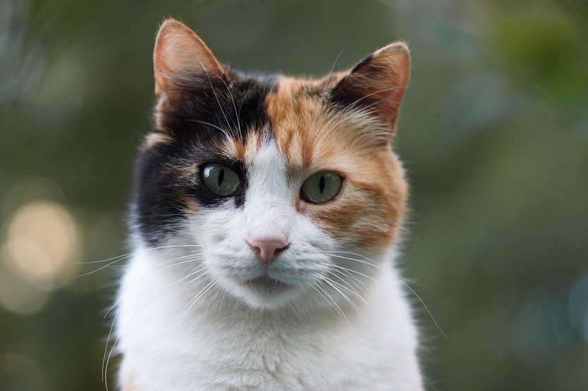 Трёхцветная кошка по фен-шуй