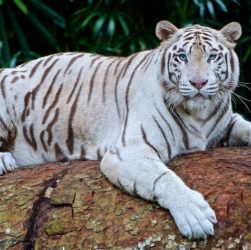 Белый тигр по фен-шуй