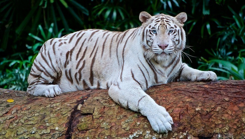 Белый тигр по фен-шуй