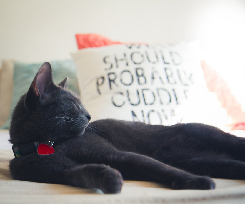 Чёрная кошка по фен-шуй