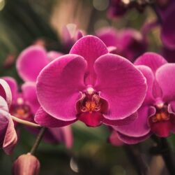 Орхидея по фен-шуй