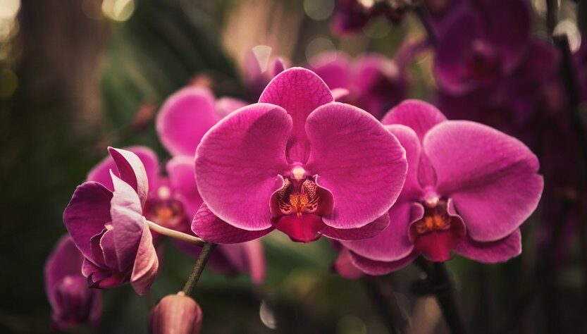 Орхидея по фен-шуй