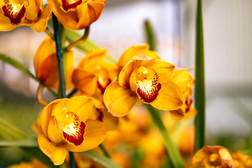 Оранжевая орхидея по фен-шуй