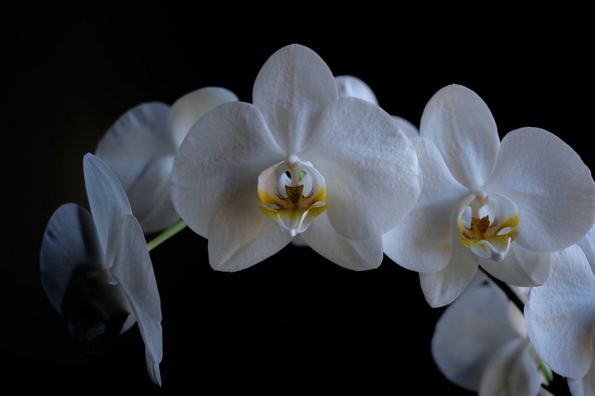 Белая орхидея по фен-шуй